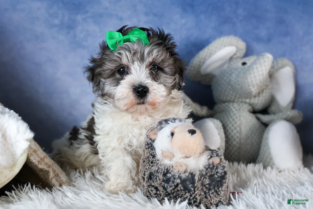 Havapoo dogs for sale: EDDIE - Ad 1