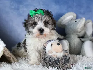 Havapoo dogs EDDIE - Ad 35