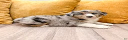Australian Shepherd dogs for sale: Dusty - Ad 3