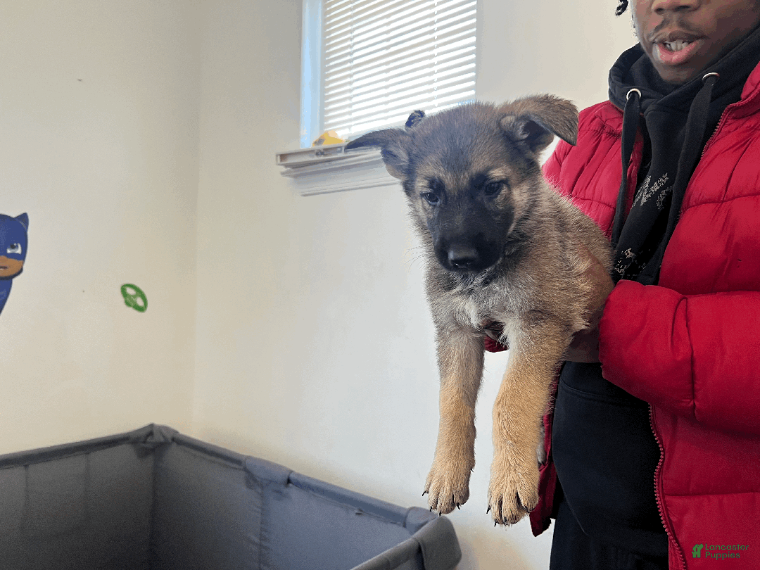 German Shepherd dogs for sale: Mana - Ad 4