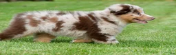 Australian Shepherd dogs for sale: Derek - Ad 4