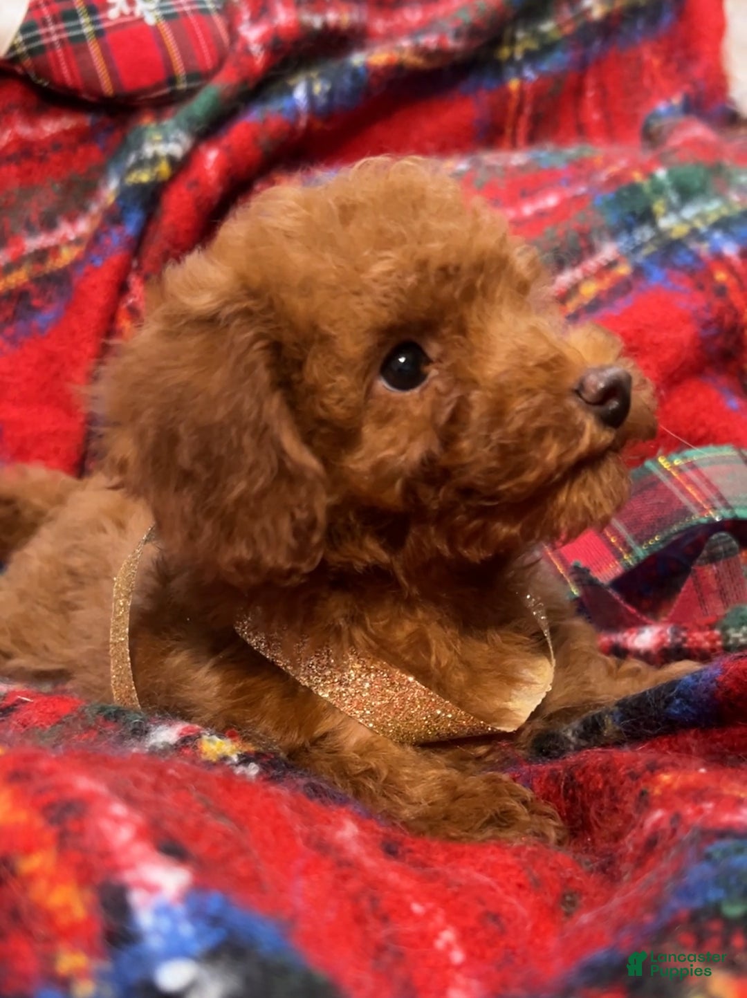 Toy Poodle dogs for sale: Toy Poodle Puppy 1 - Ad 1
