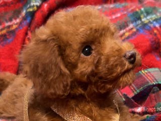 Toy Poodle dogs Toy Poodle Puppy 3 - Ad 1