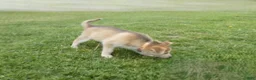 Gerberian Shepsky dogs for sale: Koda - Ad 5