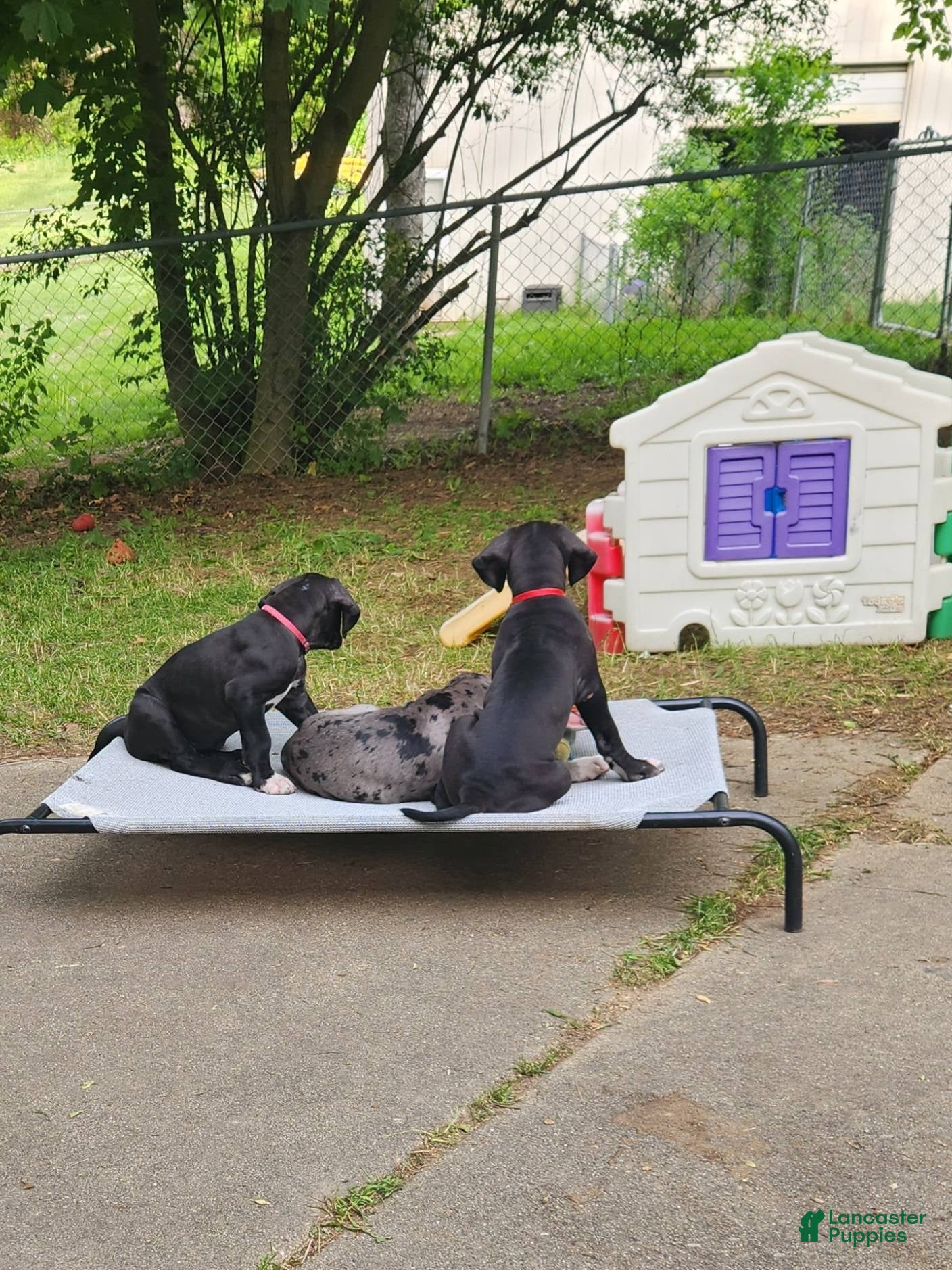Great Dane dogs Black Male 2 - Ad 1