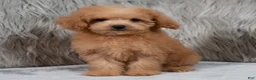 Mini Goldendoodle dogs for sale: Lily ID: 3854 - Ad 11