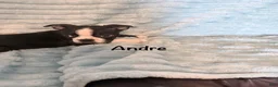 Boston Terrier dogs for sale: Andre - Ad 1