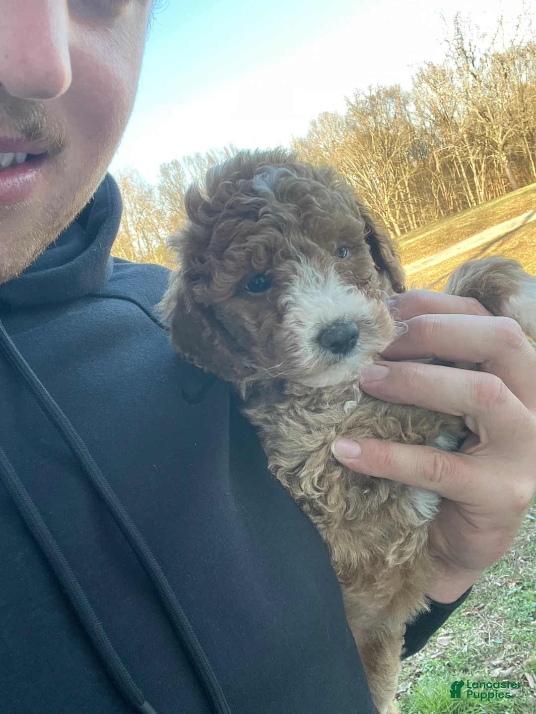 Mini Goldendoodle dogs for sale: Mini Goldendoodle Puppy 4 - Ad 2