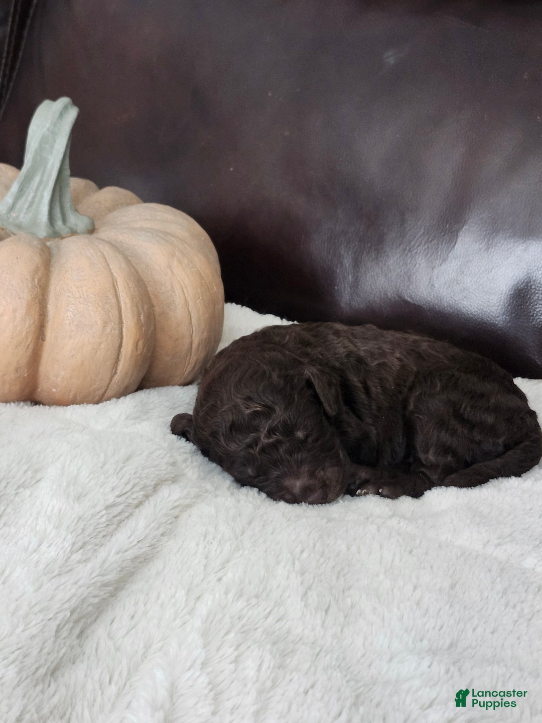 Labradoodle dogs for sale: Holly - Ad 5