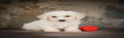 Bichon Frise dogs for sale: Bichon Frise 2 - Ad 6