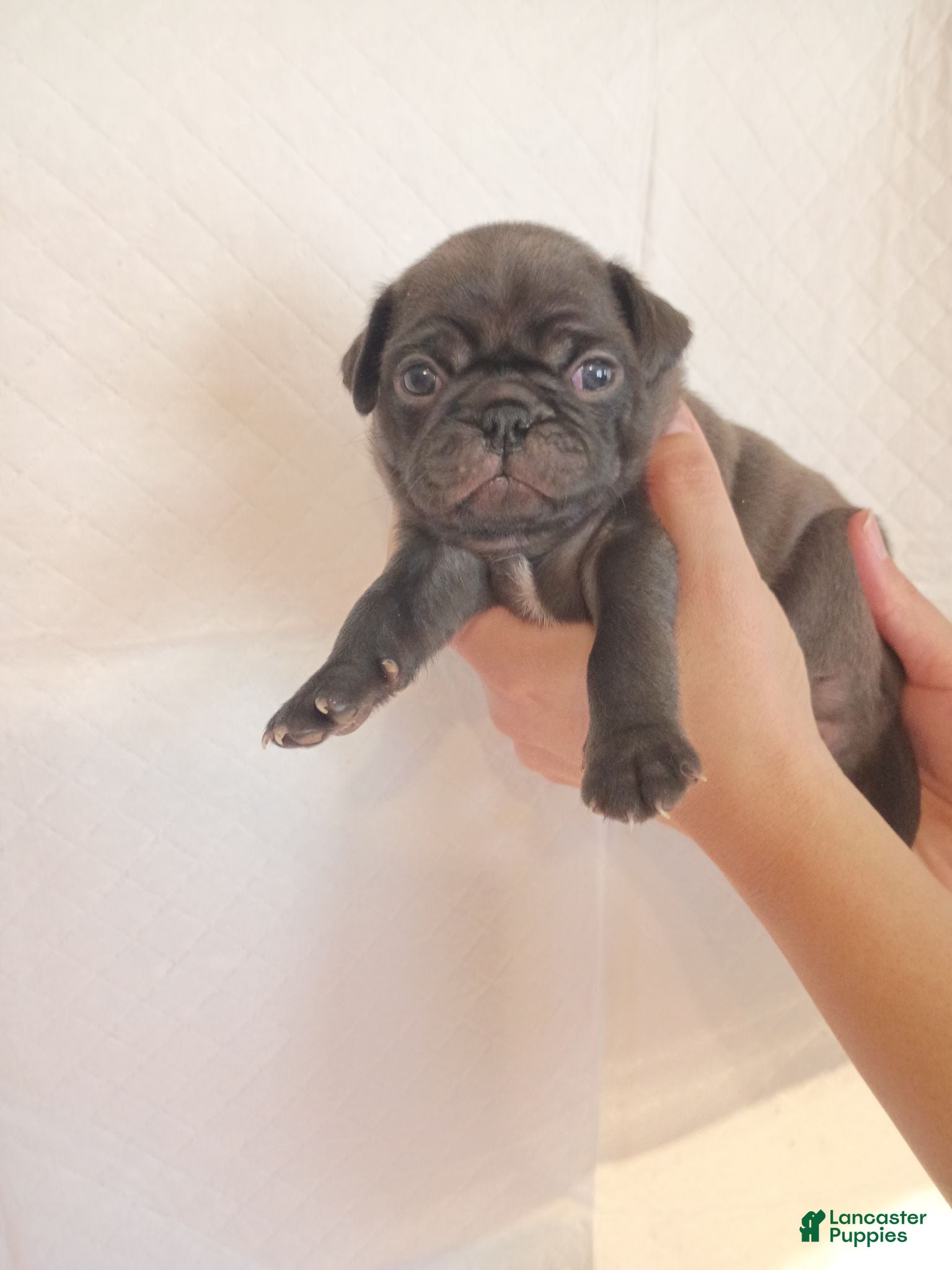 Pug dogs Pug 1 - Ad 8