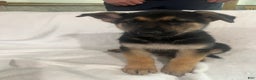 German Shepherd dogs for sale: German Shepherd Puppy 4 - Ad 2