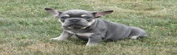 French Bulldog dogs for sale: Janice - Ad 5