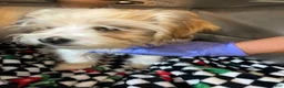 Shorkie dogs for sale: Shorkie Puppy 5 - Ad 3