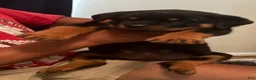 Rottweiler dogs for sale: Rottweiler 1 - Ad 3