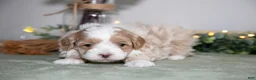 Maltipoo dogs for sale: Jimmy - Ad 2