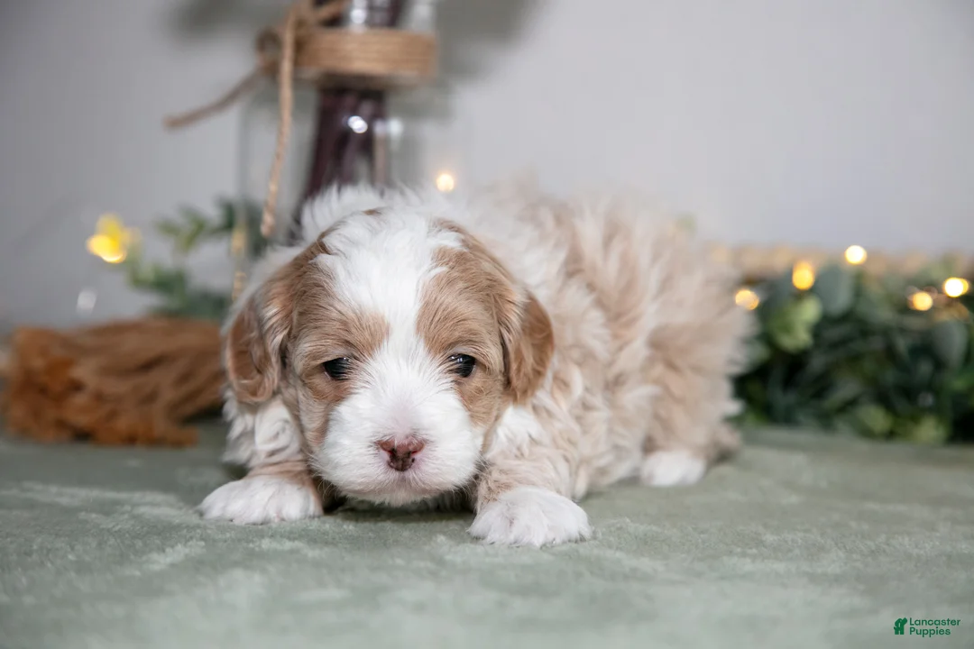 Maltipoo dogs for sale: Jimmy - Ad 2