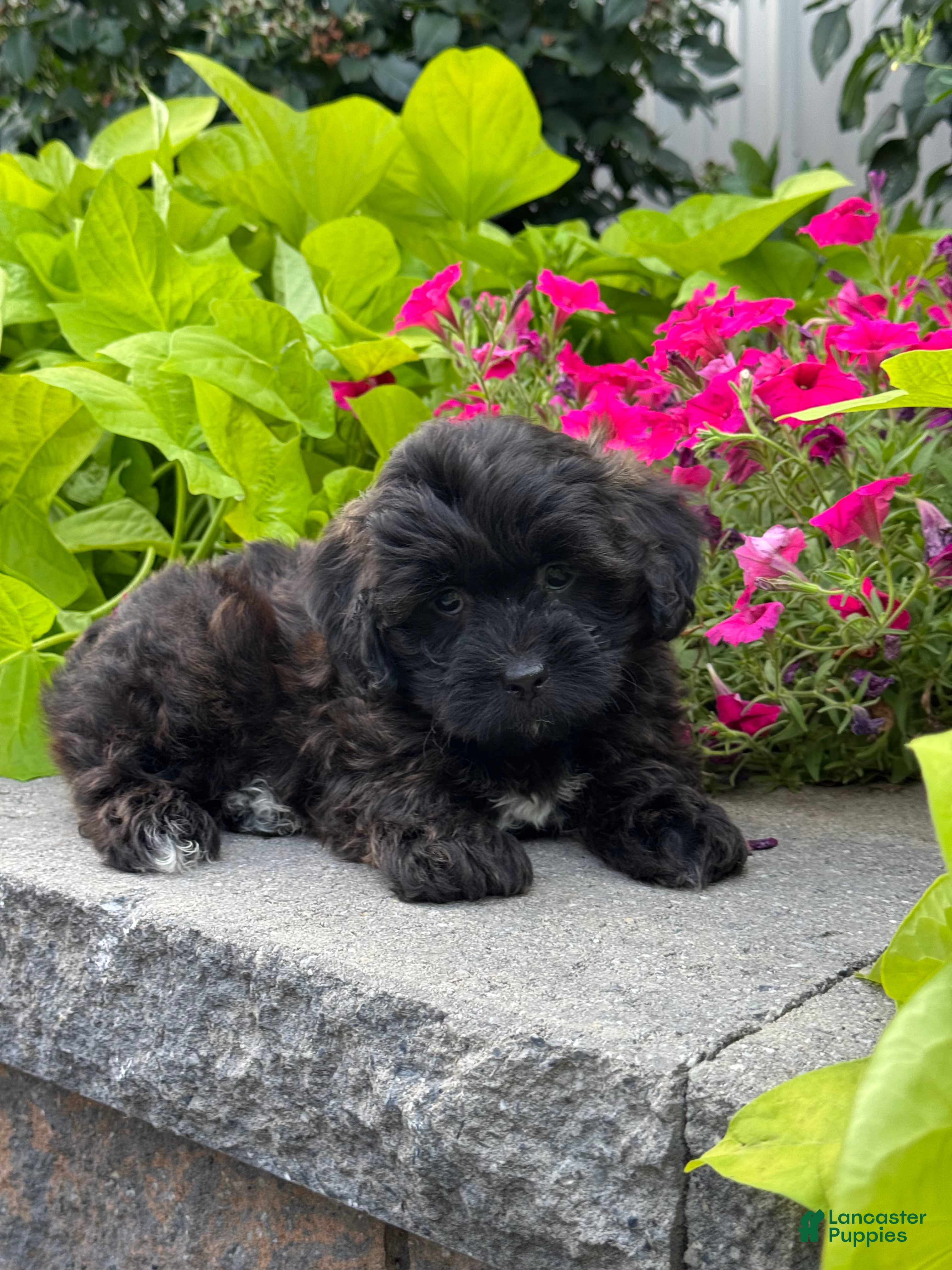 Lhasapoo dogs Alfred - Ad 3