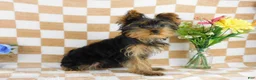 Yorkshire Terrier dogs for sale: Marcus - Ad 5