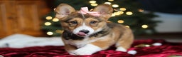 Welsh Corgi Pembroke dogs for sale: Candy - Ad 7