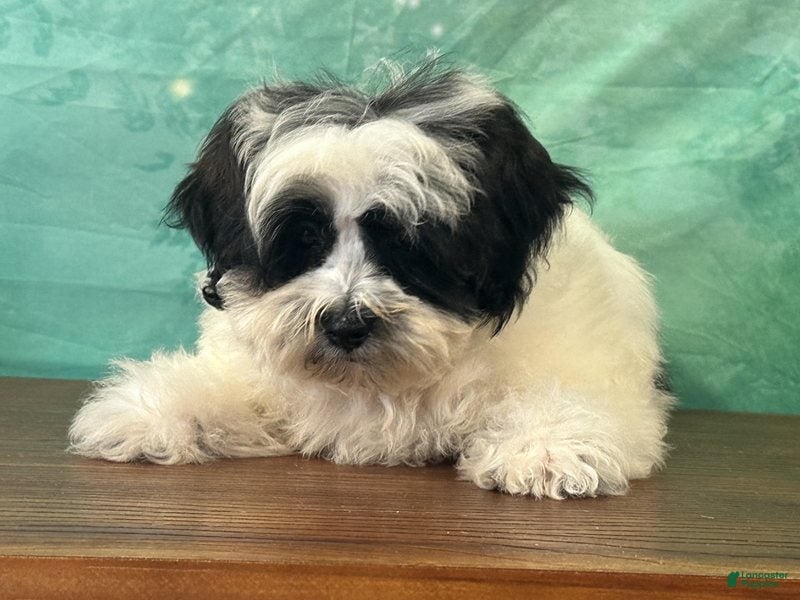 Teddy Bear dogs Cash  - Ad 1