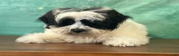 Teddy Bear dogs for sale: Cash  - Ad 1