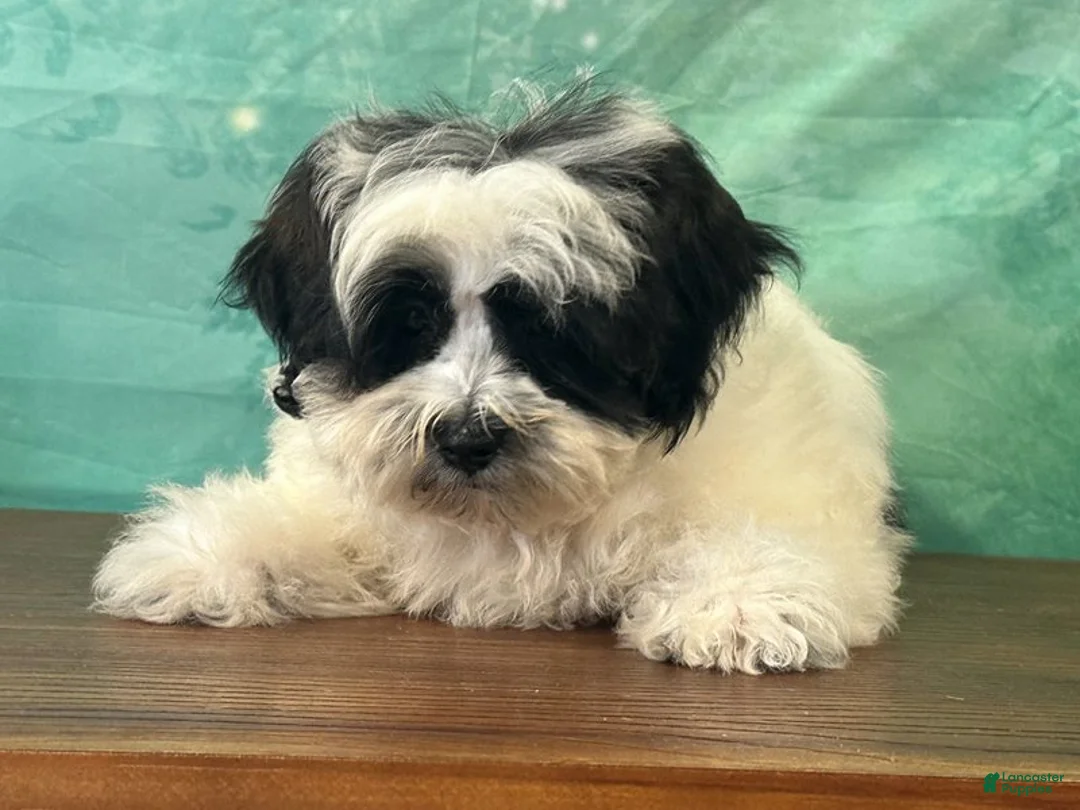 Teddy Bear dogs for sale: Cash  - Ad 1
