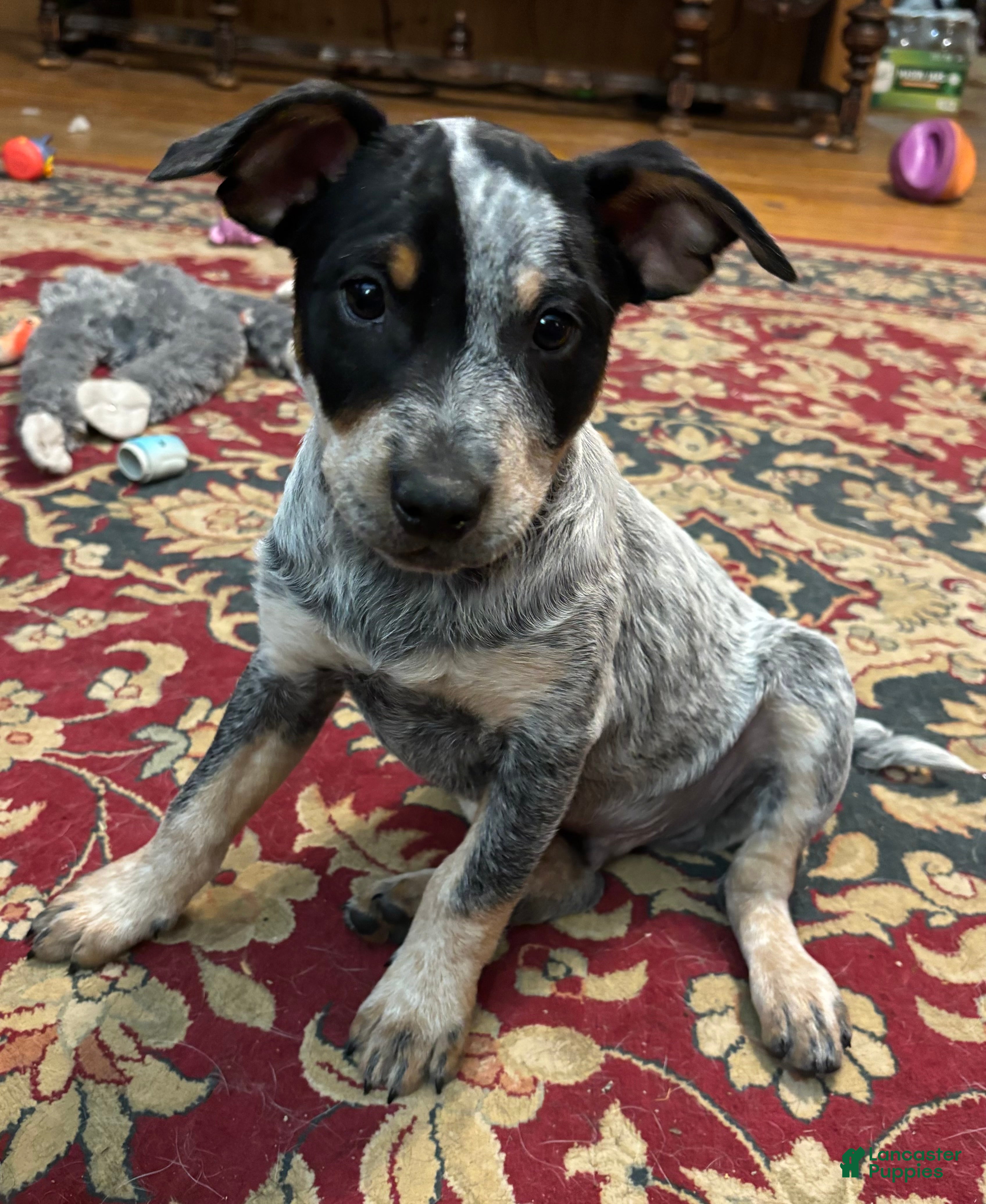 Australian Cattle Dog dogs Curly - Ad 4