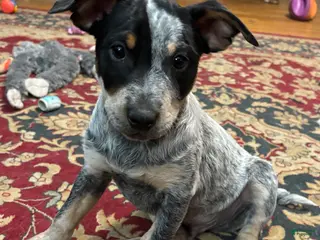 Australian Cattle Dog dogs Curly - Ad 4