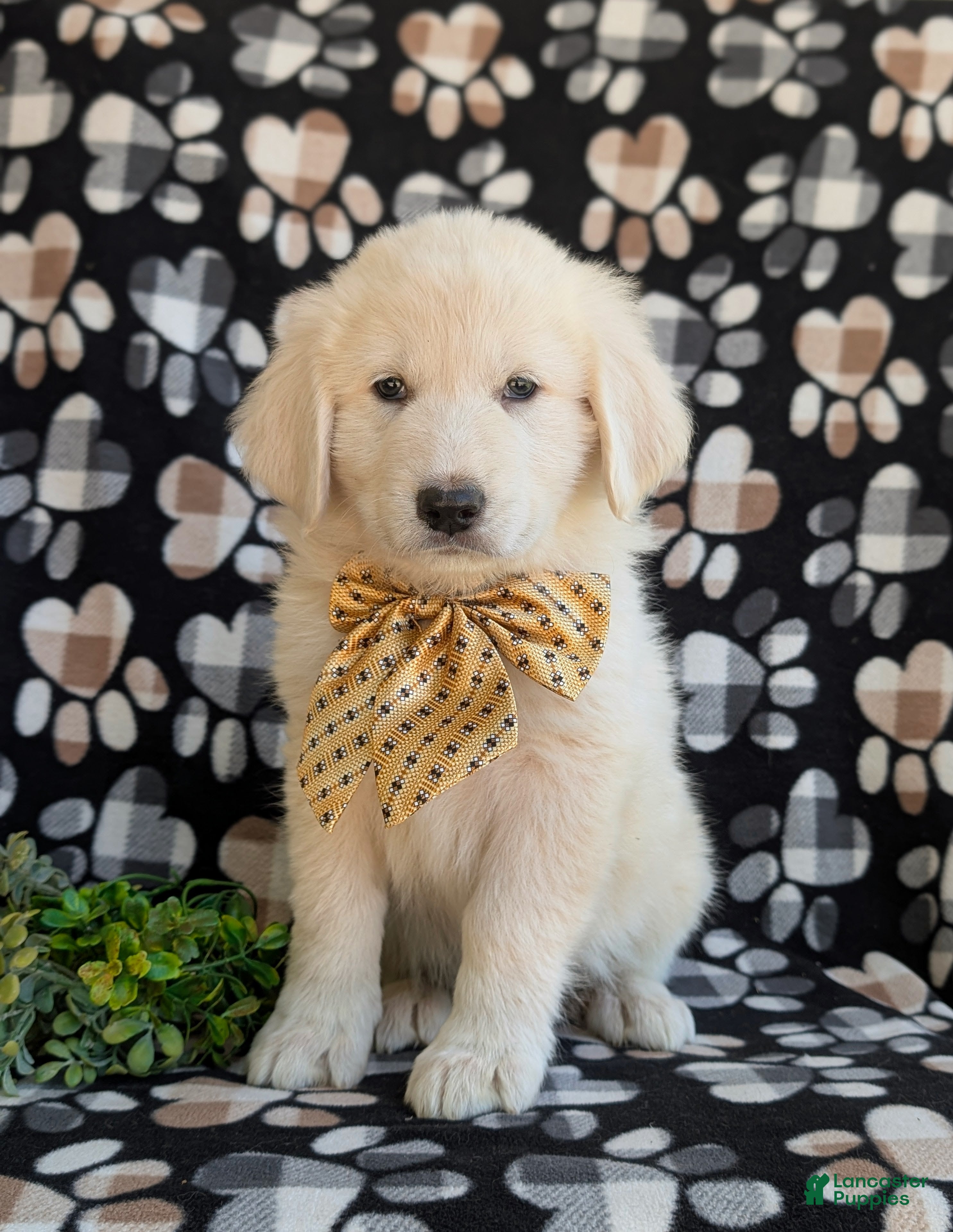 Mixed Breed dogs Monte - Ad 1