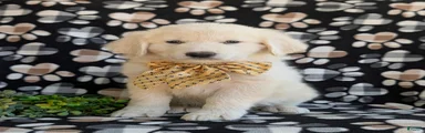 Monte