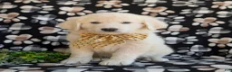 Mixed Breed dogs for sale: Monte - Ad 1