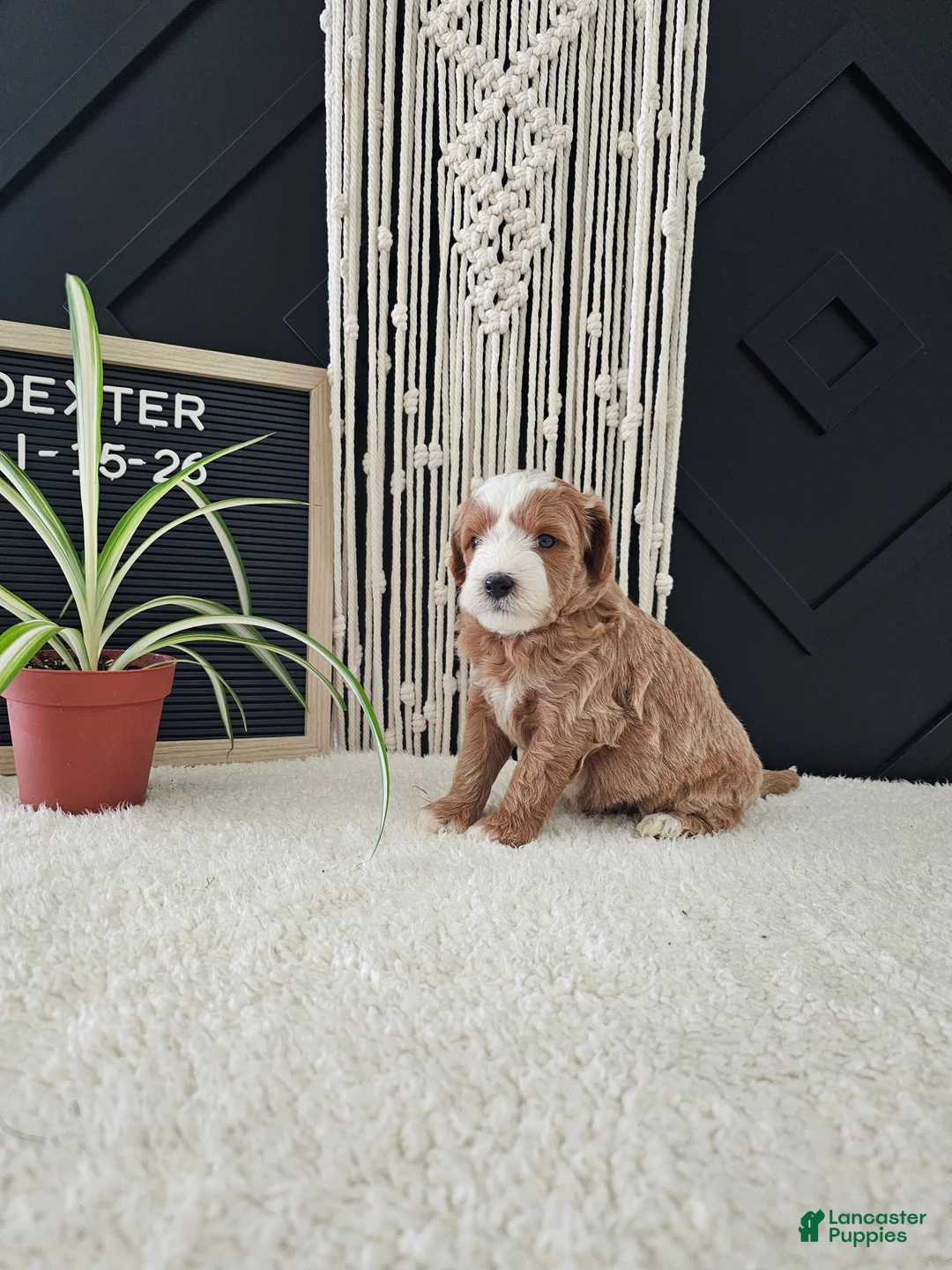 Mini Goldendoodle dogs for sale: Dexter - Ad 1