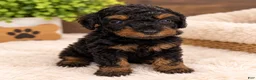 Toy Poodle dogs for sale: Rocky  - Ad 1