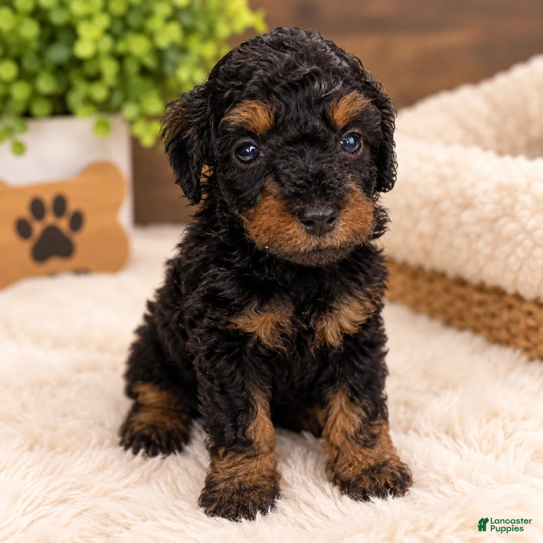 Toy Poodle dogs for sale: Rocky  - Ad 1