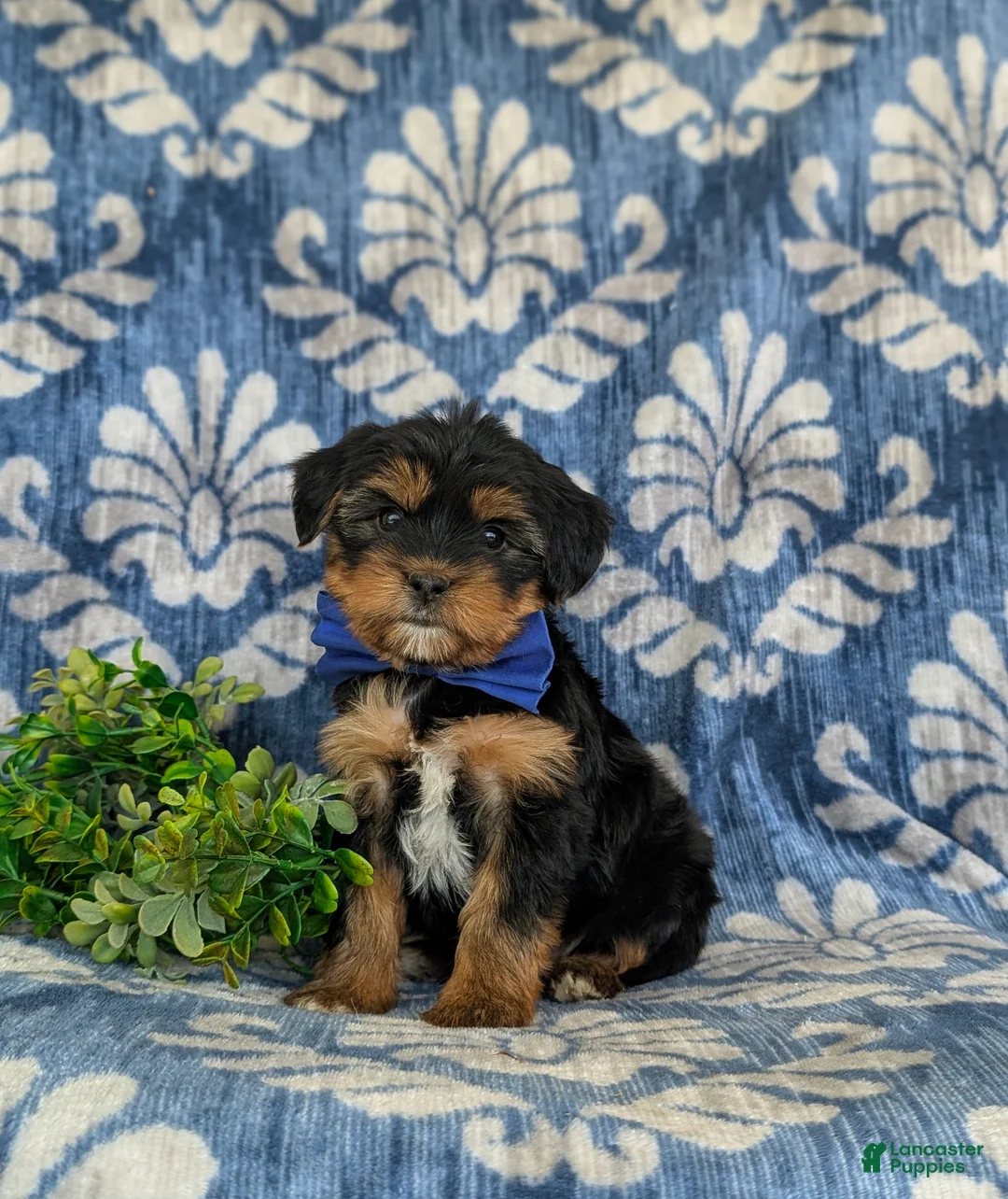 Shorkie dogs for sale: Lowell 7 lbs Full Grown - Ad 2