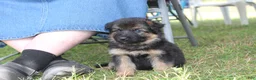 German Shepherd dogs for sale: Connie, light blue collar - Ad 8