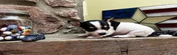 Chihuahua dogs for sale: 🐾Lisa~Tricolor Chihuahua - Ad 7