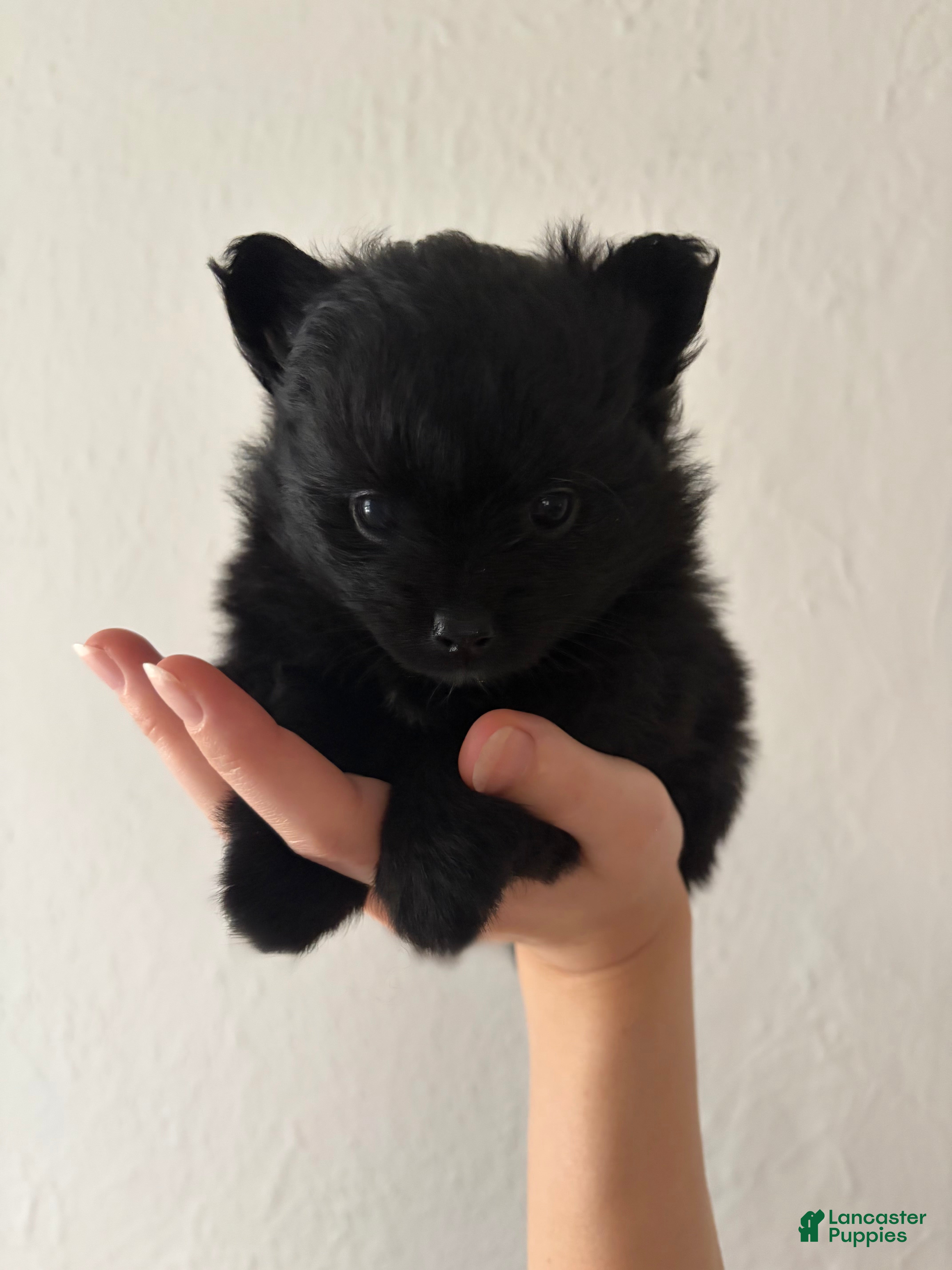 Pomeranian dogs Loom  - Ad 11