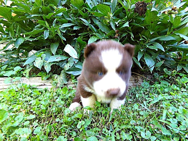 Siberian Husky dogs S2 - Ad 1