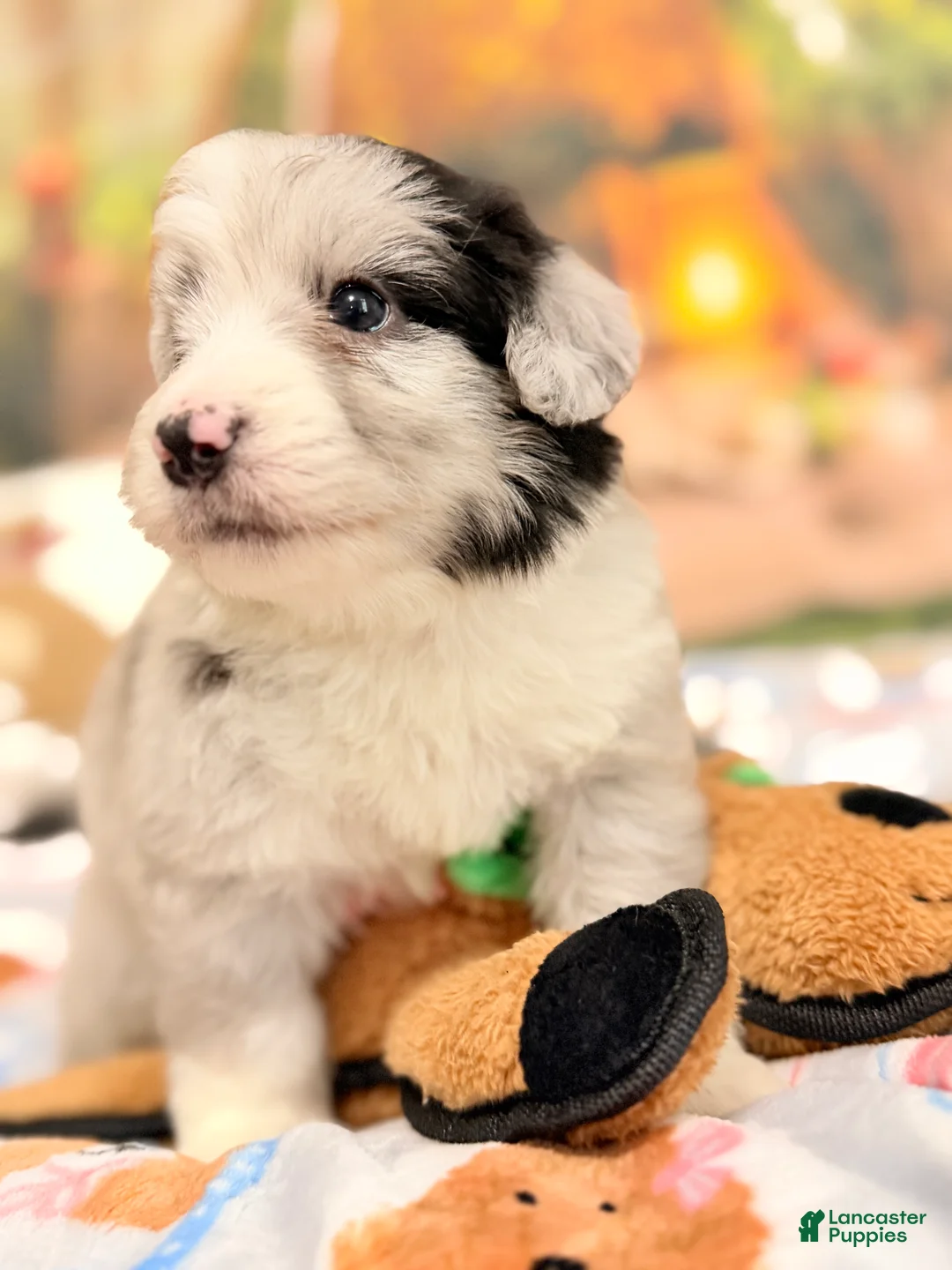 Mini Aussiedoodle dogs for sale: Goofy - Ad 2