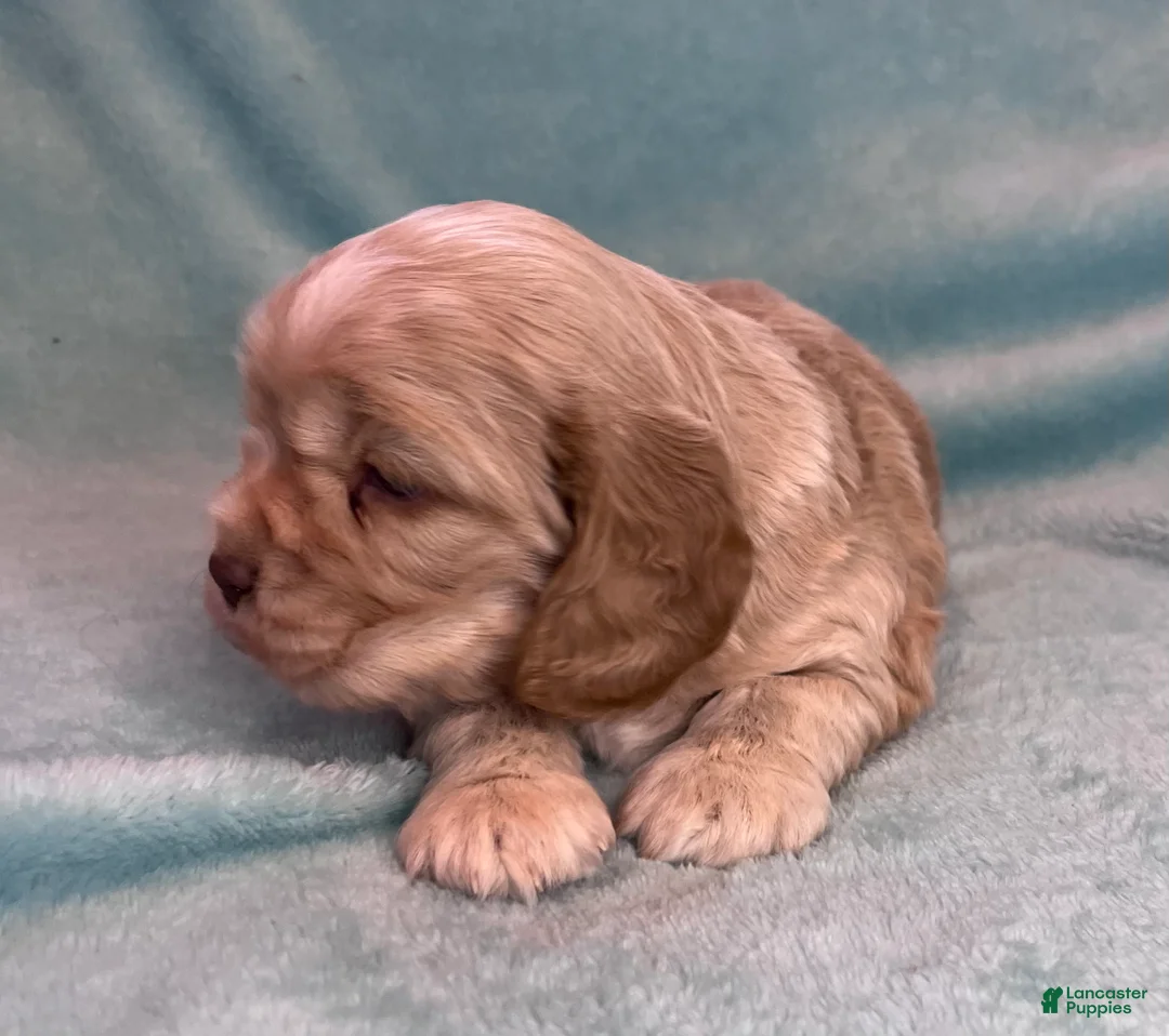 Cocker Spaniel dogs for sale: Buddy  - Ad 8