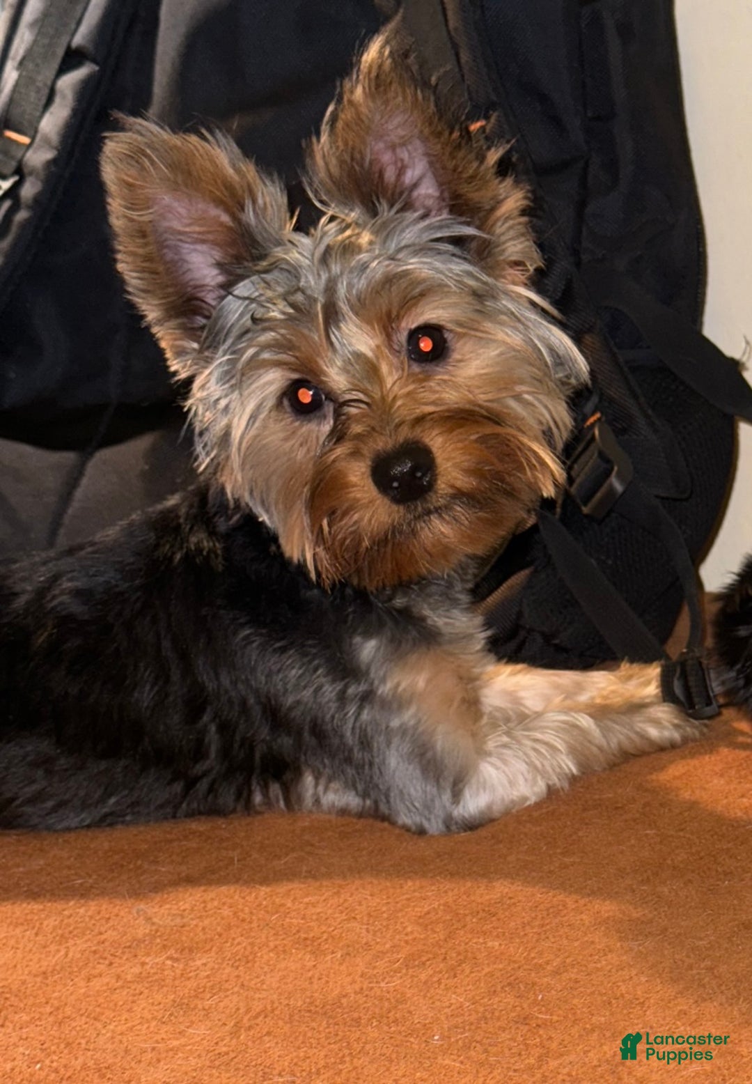 Yorkshire Terrier dogs for sale: Yorkshire Terrier puppy 1 - Ad 2