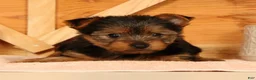 Yorkshire Terrier dogs for sale: Vicki - Ad 8
