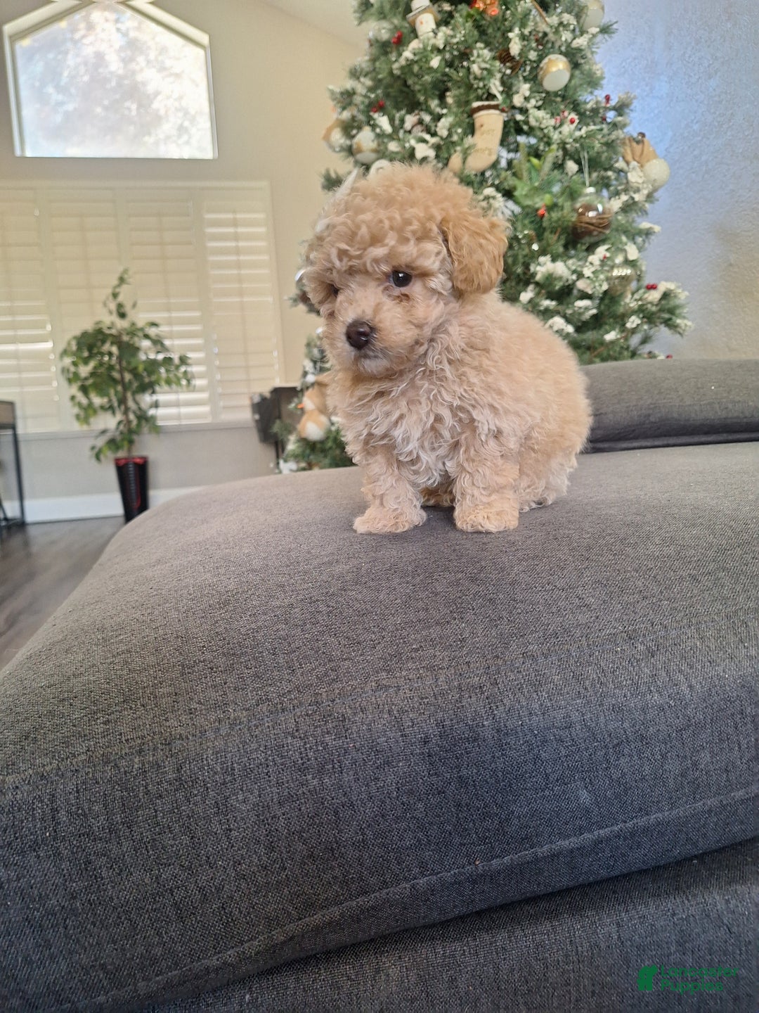 Toy Poodle dogs for sale: Toy Poodle Puppy 1 - Ad 2