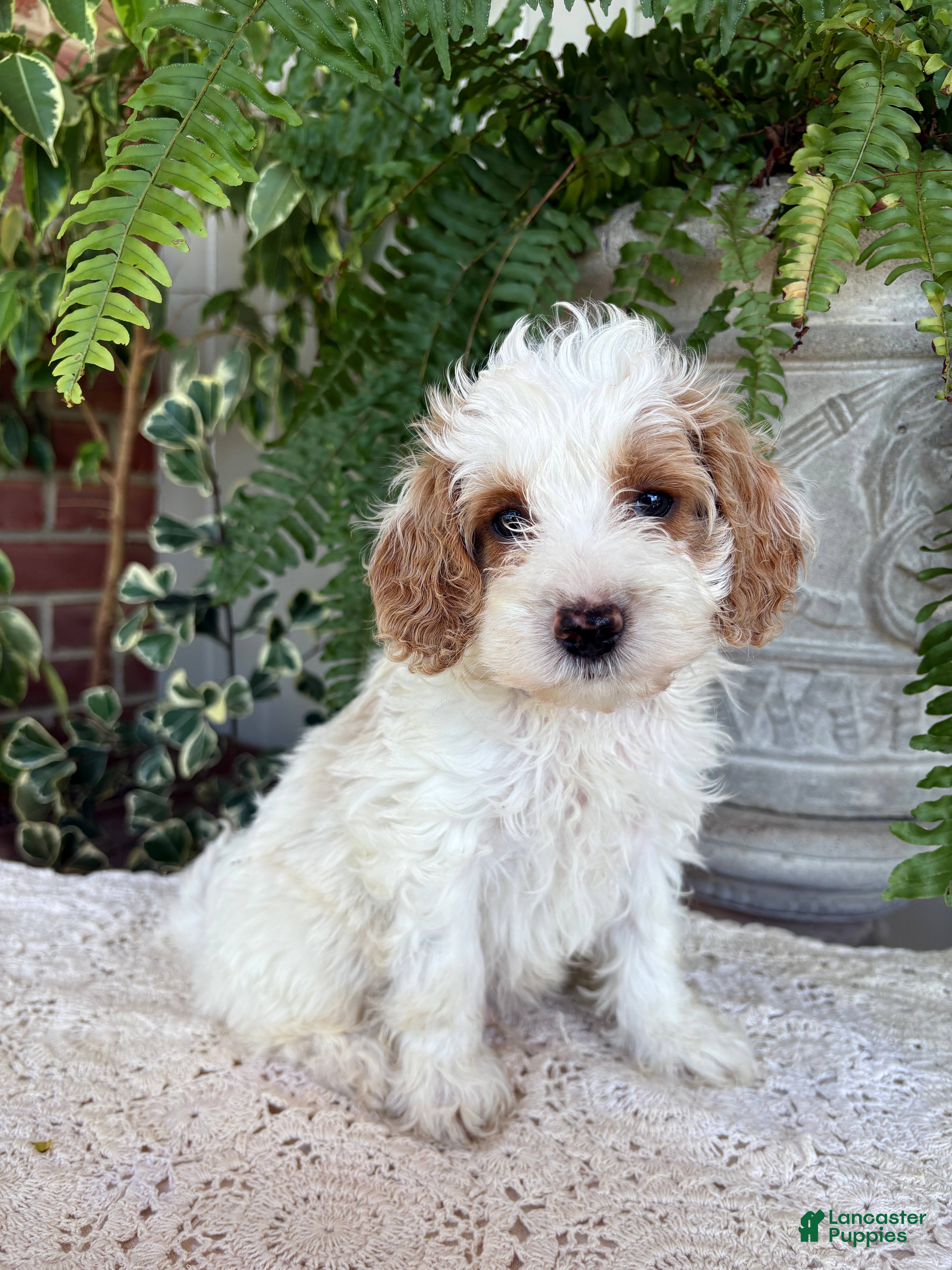 Cockapoo dogs Buddy  - Ad 1