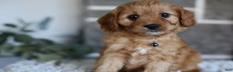 Cavapoo dogs for sale: Mochi - Ad 4