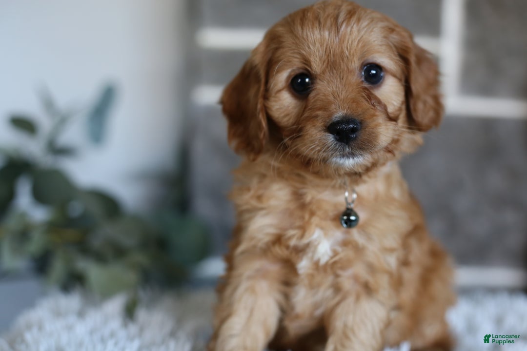 Cavapoo dogs for sale: Mochi - Ad 4
