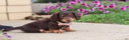 Miniature Dachshund dogs for sale: Olivia - Ad 9