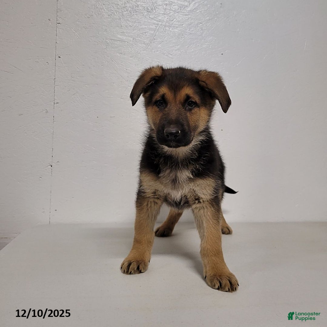 German Shepherd dogs for sale: Trump - Ad 2